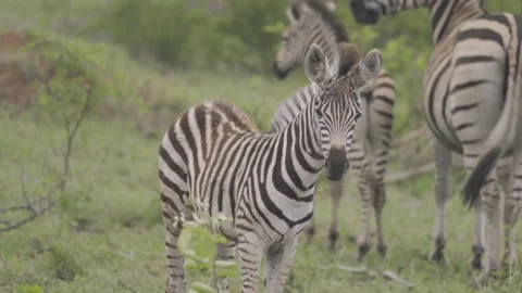 Zebras grazing near a farm illustrating the potential for humanwildlife conflict