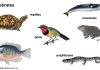 Name of Water Animals: The Ultimate Guide to Aquatic Wildlife A vibrant illustration showcasing the incredible diversity of aquatic life