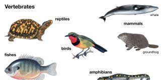 A vibrant illustration showcasing the incredible diversity of aquatic life