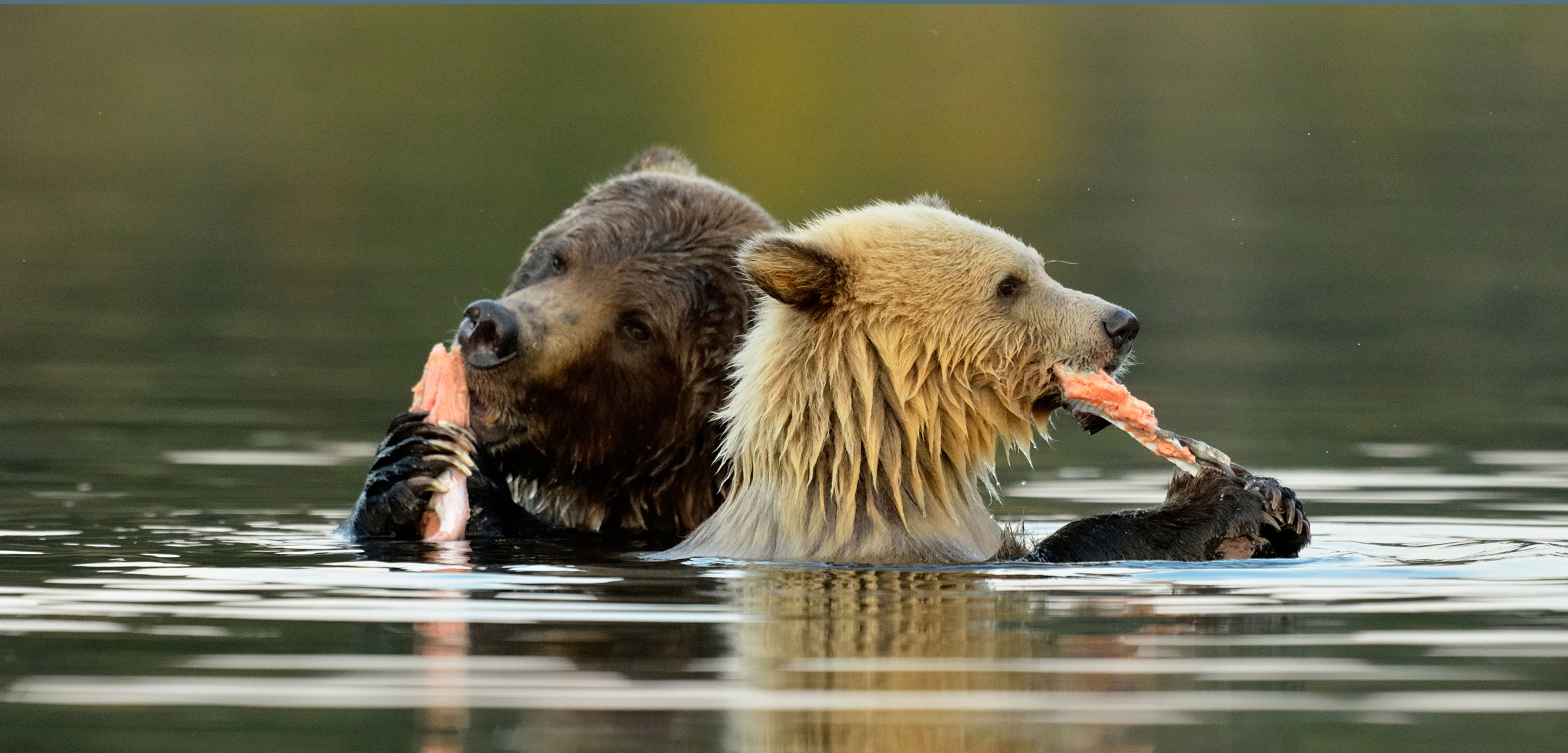 A brown bear demonstrating omnivorous behavior consuming both salmon and berries