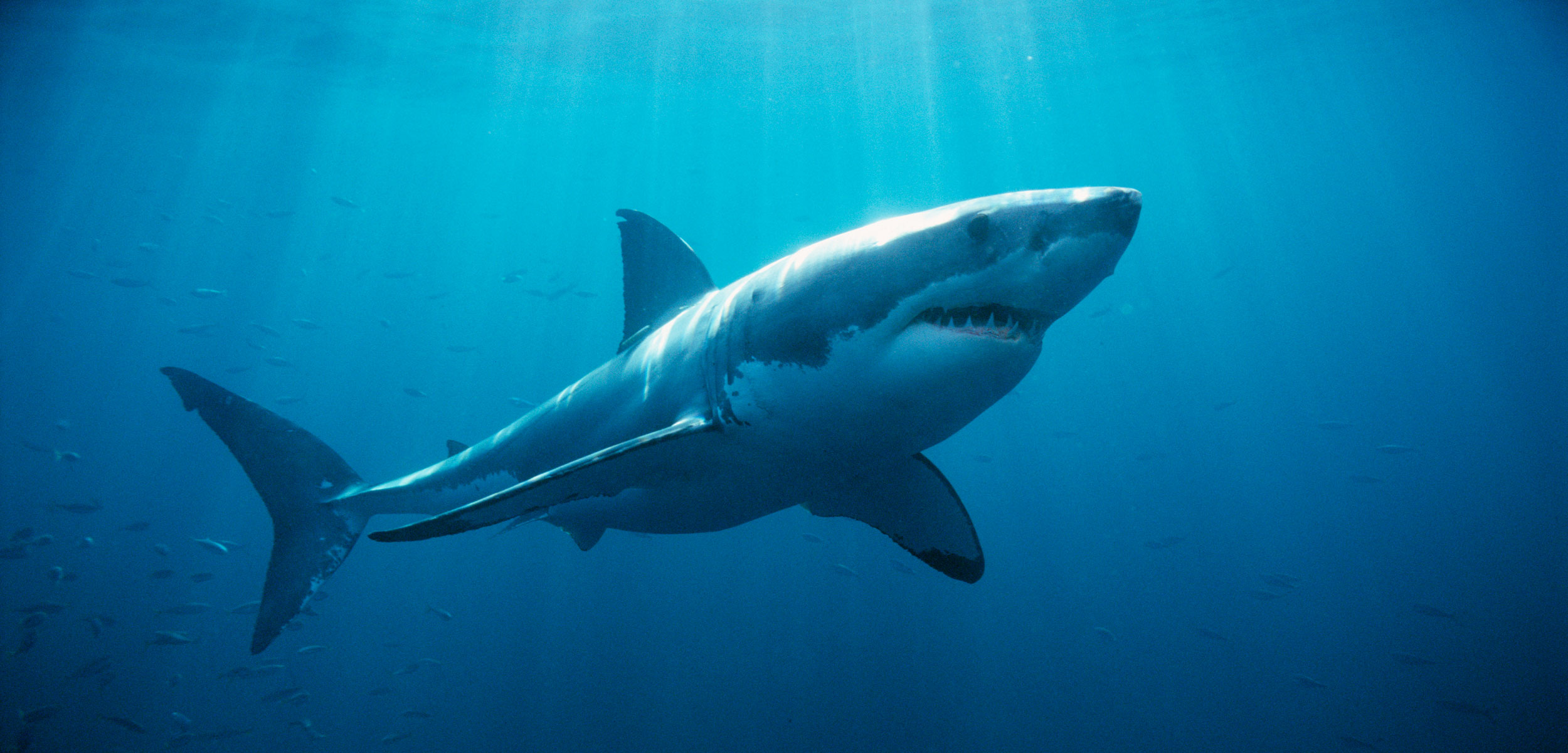 A great white shark swims powerfully through the ocean depths