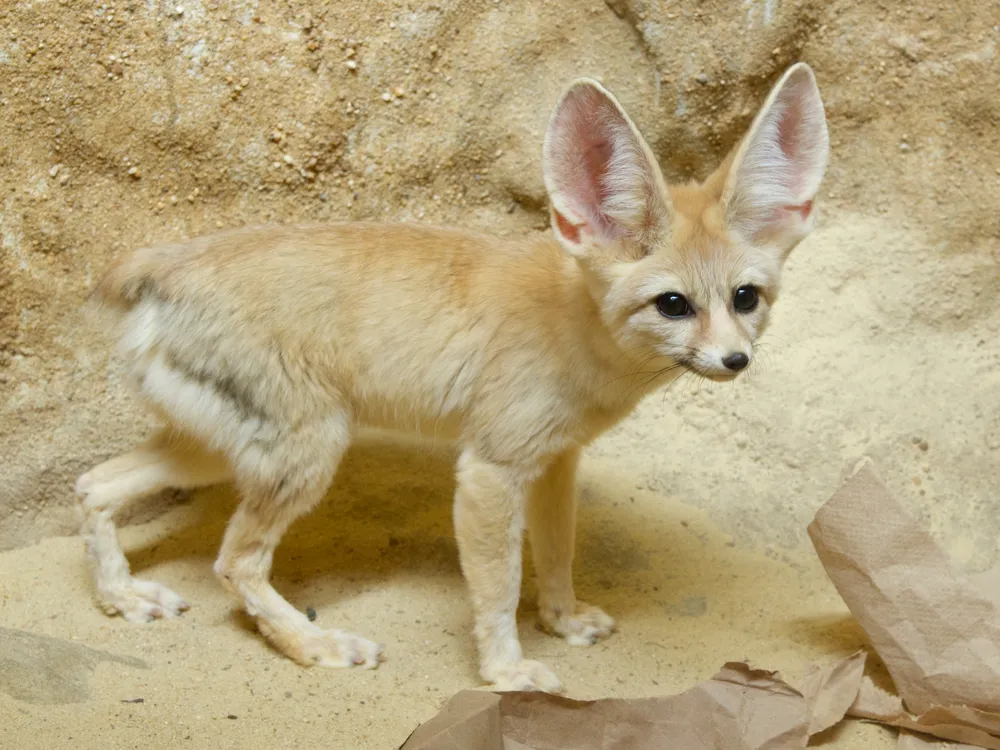 A fennec fox showcasing its large ears which are highly vascularized and aid in heat dissipation