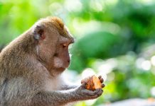 Omnivores vs. Carnivores: Understanding the Dietary Differences Omnivores eating a mix of plant and animal foods