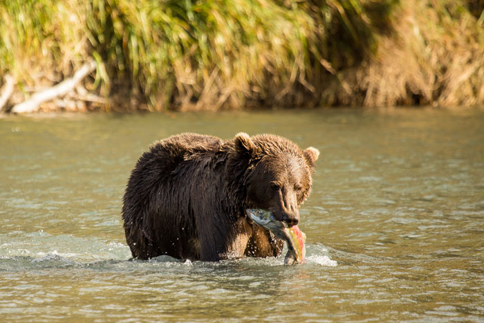 A bear enjoying a varied diet of berries and fish