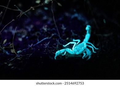 A desert scorpion a nocturnal predator showcasing its fluorescent exoskeleton under UV light