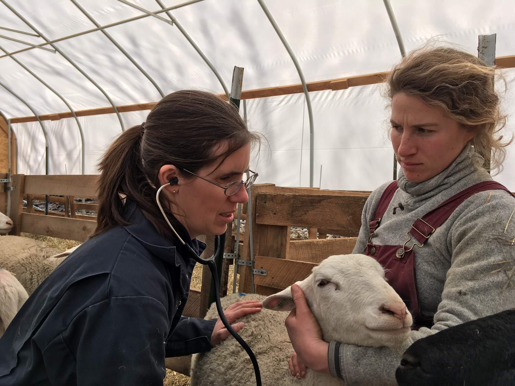 Hightech veterinary care and disease prevention in farm animals