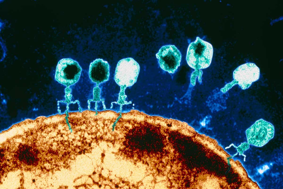 Viruses though invisible to the naked eye can have devastating effects on populations