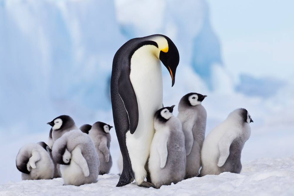 A colony of Emperor penguins huddled together on an Antarctic ice floe