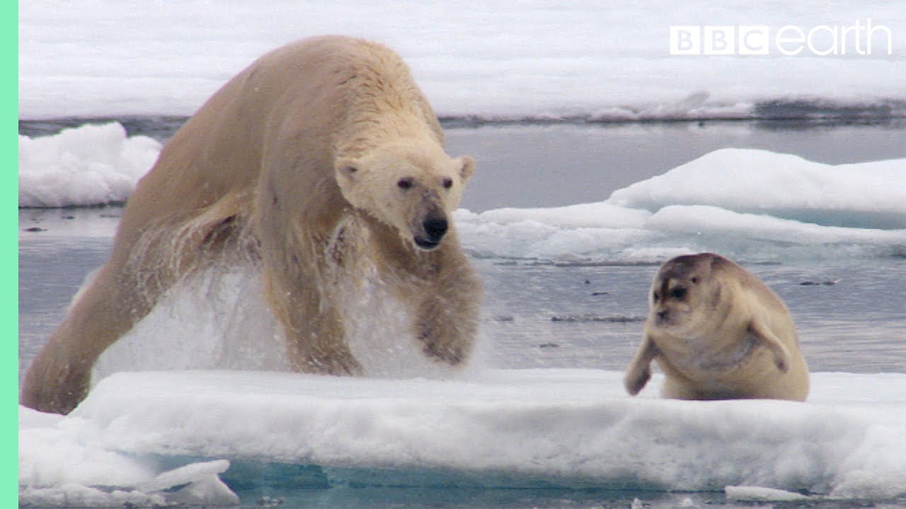 A hypercarnivore the polar bear demonstrating its specialized hunting skills in a harsh environment