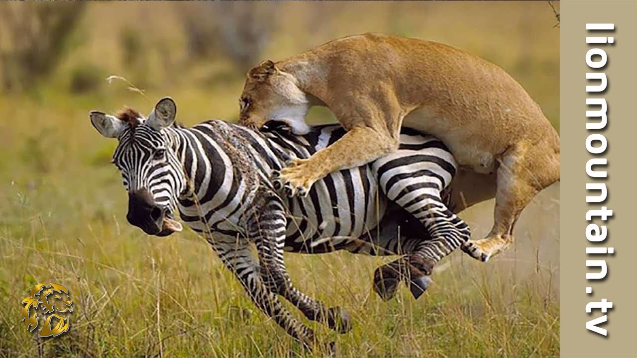 A lion successfully hunting a zebra demonstrating the control of prey populations