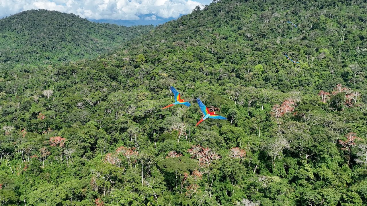 A stunning scarlet macaw in flight showcasing its vibrant colors against the lush Amazonian backdrop
