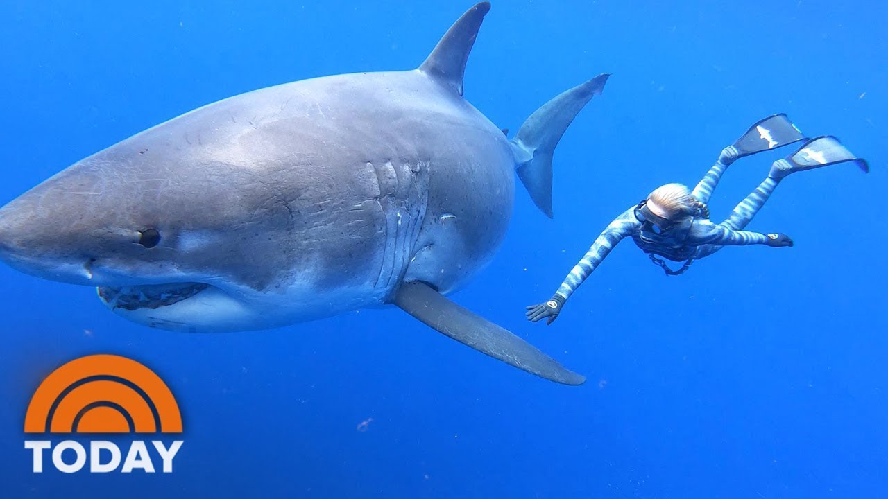 A powerful great white shark gracefully swimming in the deep blue ocean