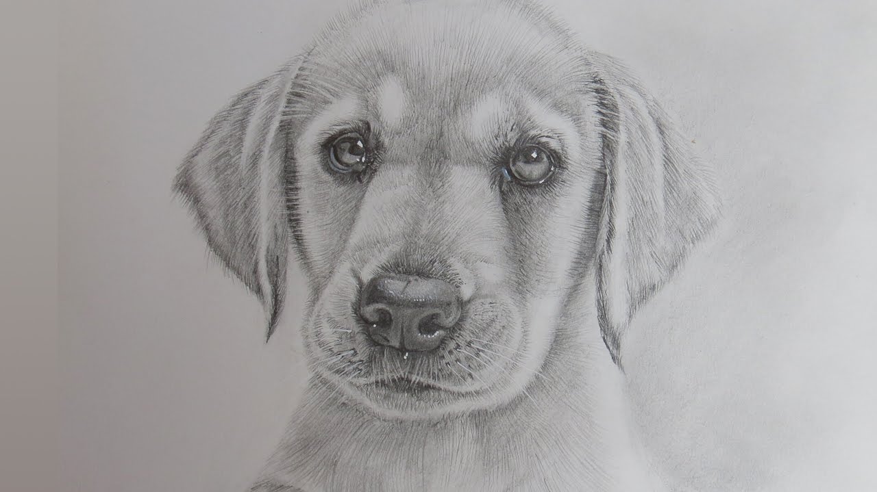 Stepbystep guide to drawing a realistic Labrador Retriever