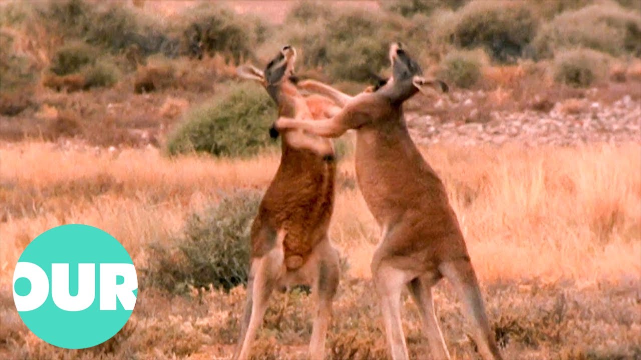 Male kangaroos engaging in a boxing match in the arid Australian desert