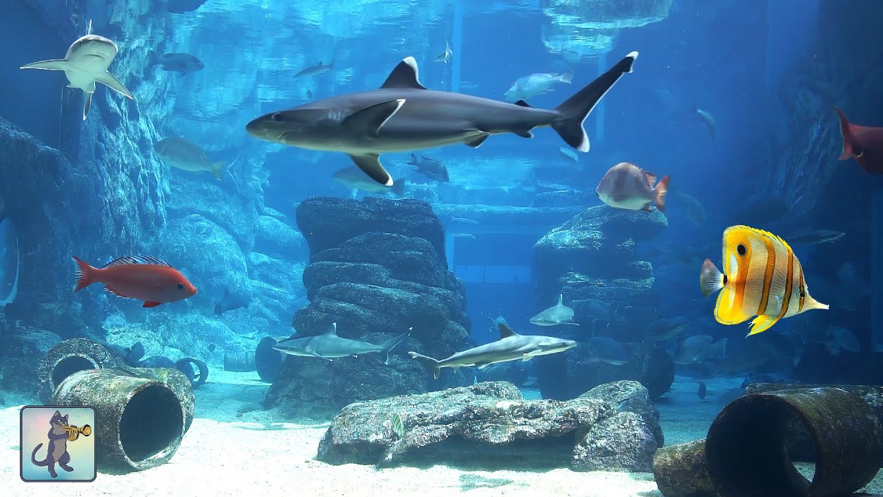 An immersive underwater view of a large aquarium exhibit