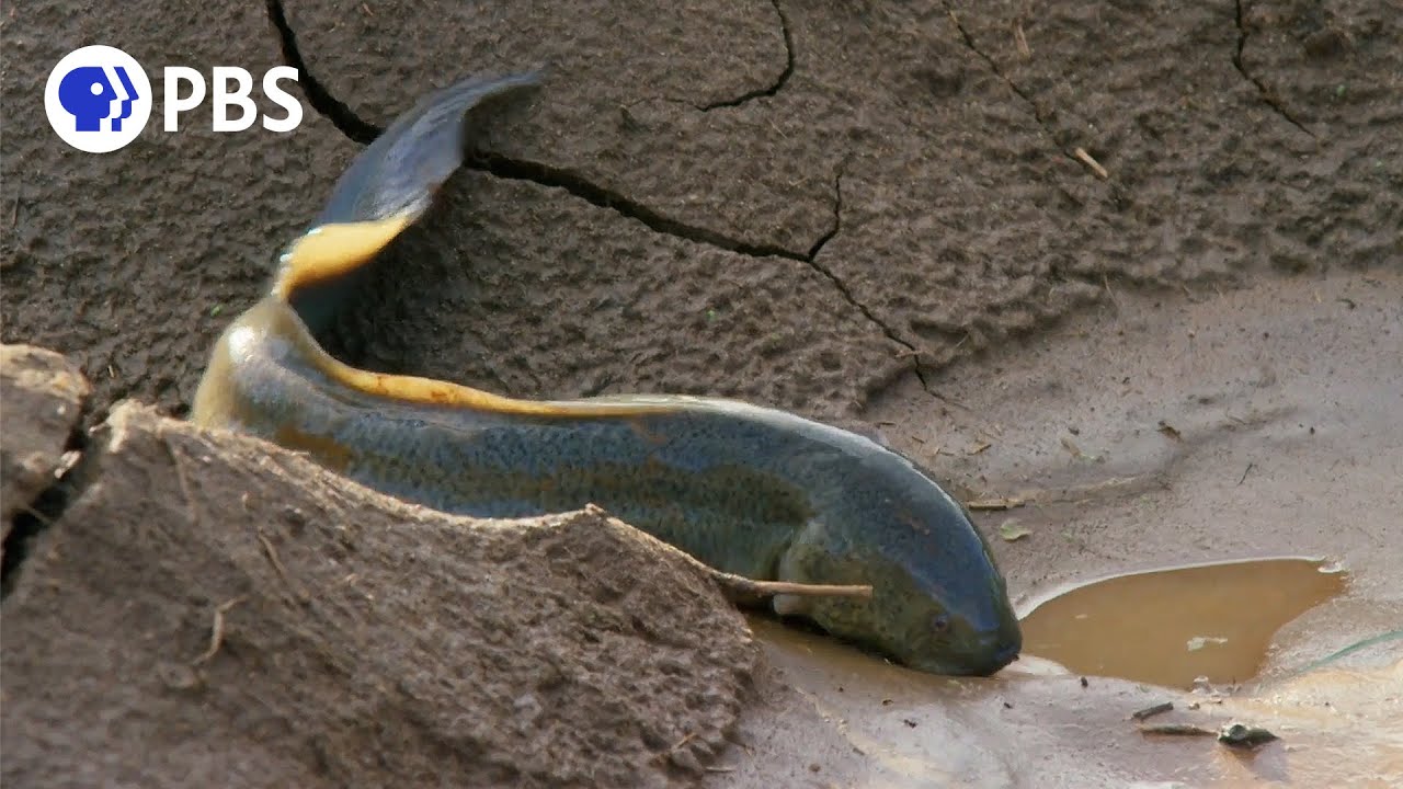 An African lungfish estivating in a mud cocoon during a drought