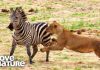 Carnivorous Animals: The Ultimate Guide to Meat-Eating Wildlife A lioness skillfully stalks a zebra demonstrating the predatory focus of carnivores
