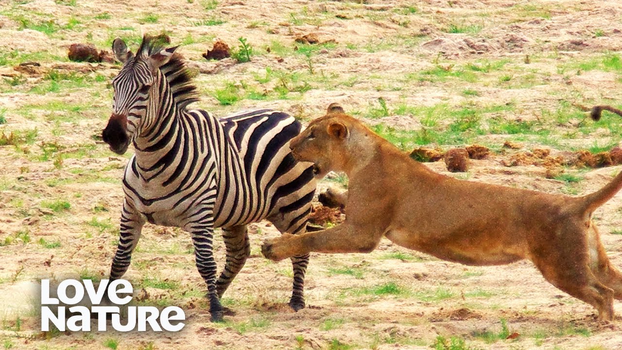A lioness skillfully stalks a zebra demonstrating the predatory focus of carnivores