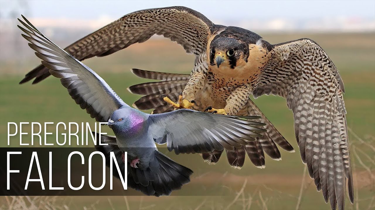 A peregrine falcon dives at incredible speed to capture its prey