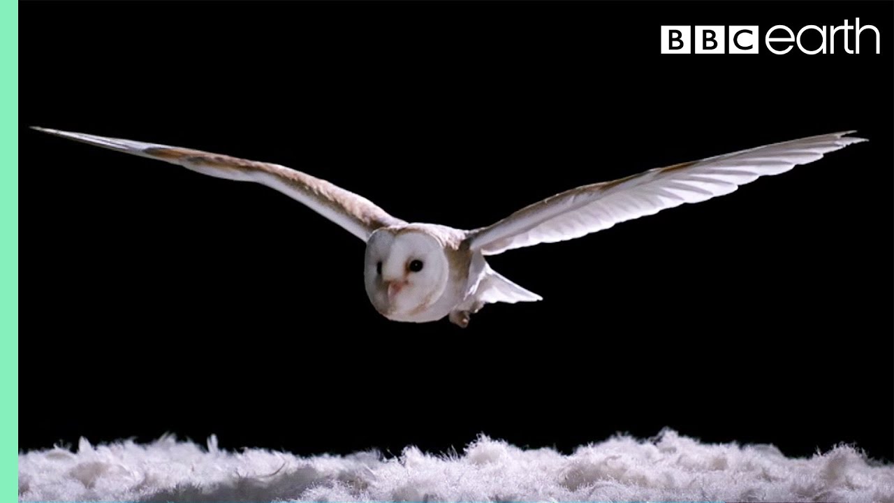 Owl demonstrating silent flight at night