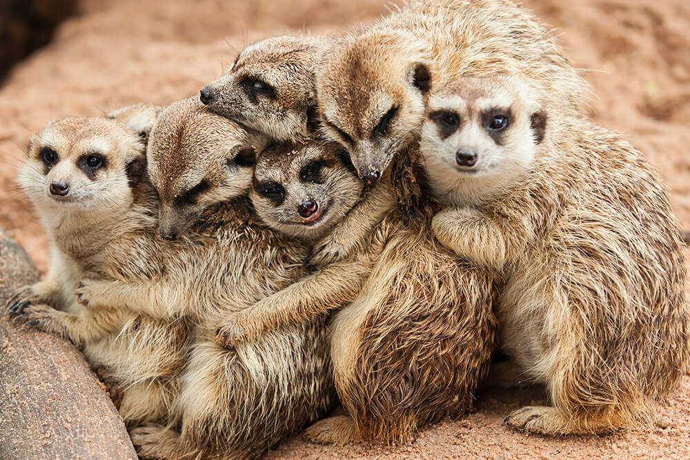 Meerkats huddling together in the shade to regulate their body temperature
