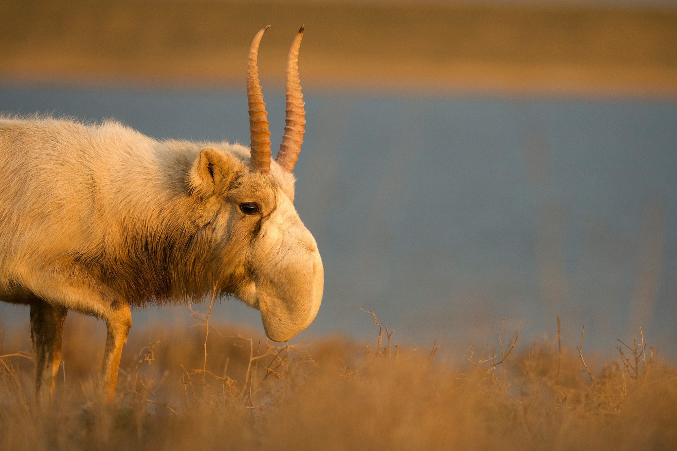 Dedicated conservationists working to protect the critically endangered Saiga Antelope