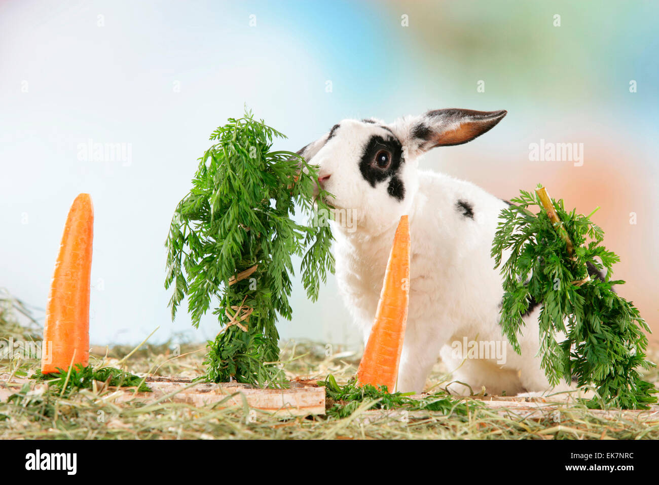 A cute Netherland Dwarf rabbit enjoying a crunchy carrot