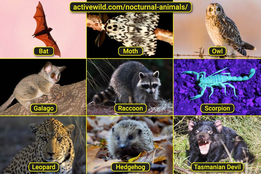 A serene view of nocturnal animals thriving in their natural habitat under the moonlight