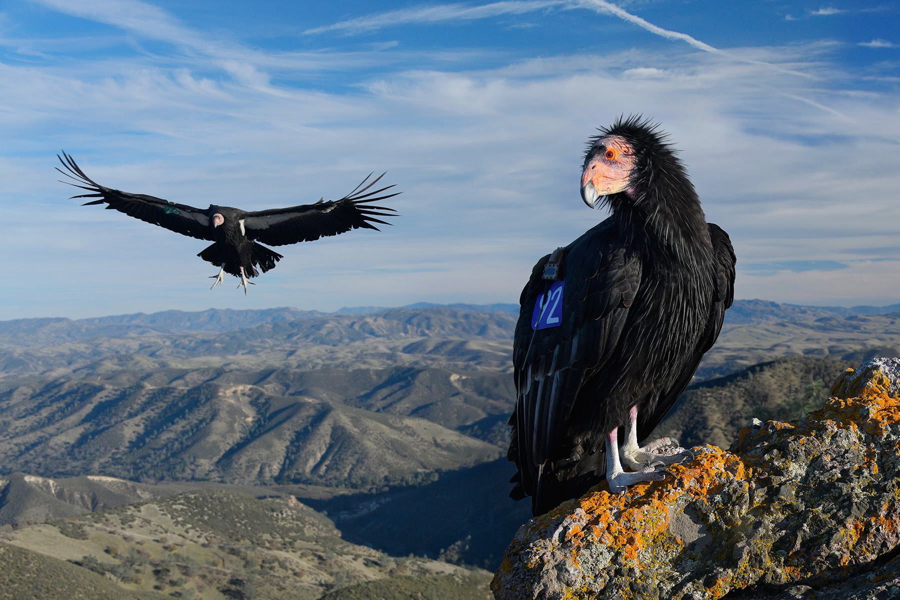 A California Condor soaring over the rugged mountains of California