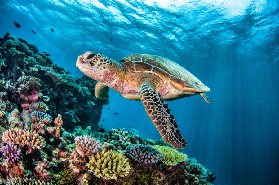 A graceful green sea turtle swimming amongst the coral reef showcasing its ancient lineage