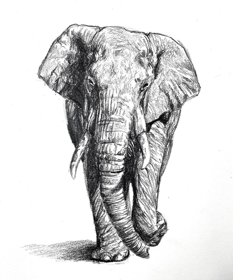 Elephant drawing with detailed shading and texture to create a realistic appearance