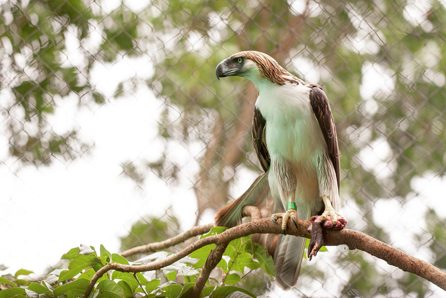 A majestic Philippine Eagle perched on a branch in the rainforest