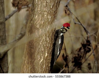 A striking pileated woodpecker clinging to a tree trunk actively searching for insects