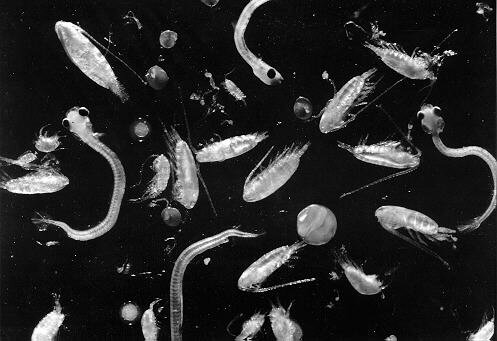 A microscopic image showcasing the diversity of phytoplankton and zooplankton the foundation of the marine food web