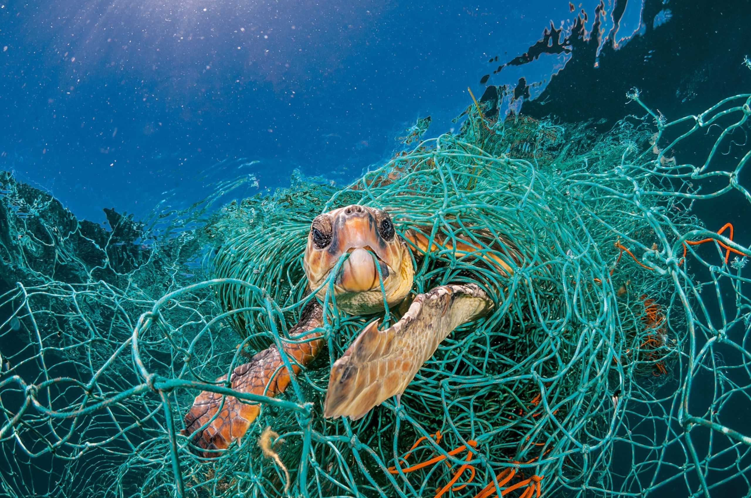 A heartbreaking image of a sea turtle entangled in plastic debris illustrating the devastating impact of plastic pollution on marine life