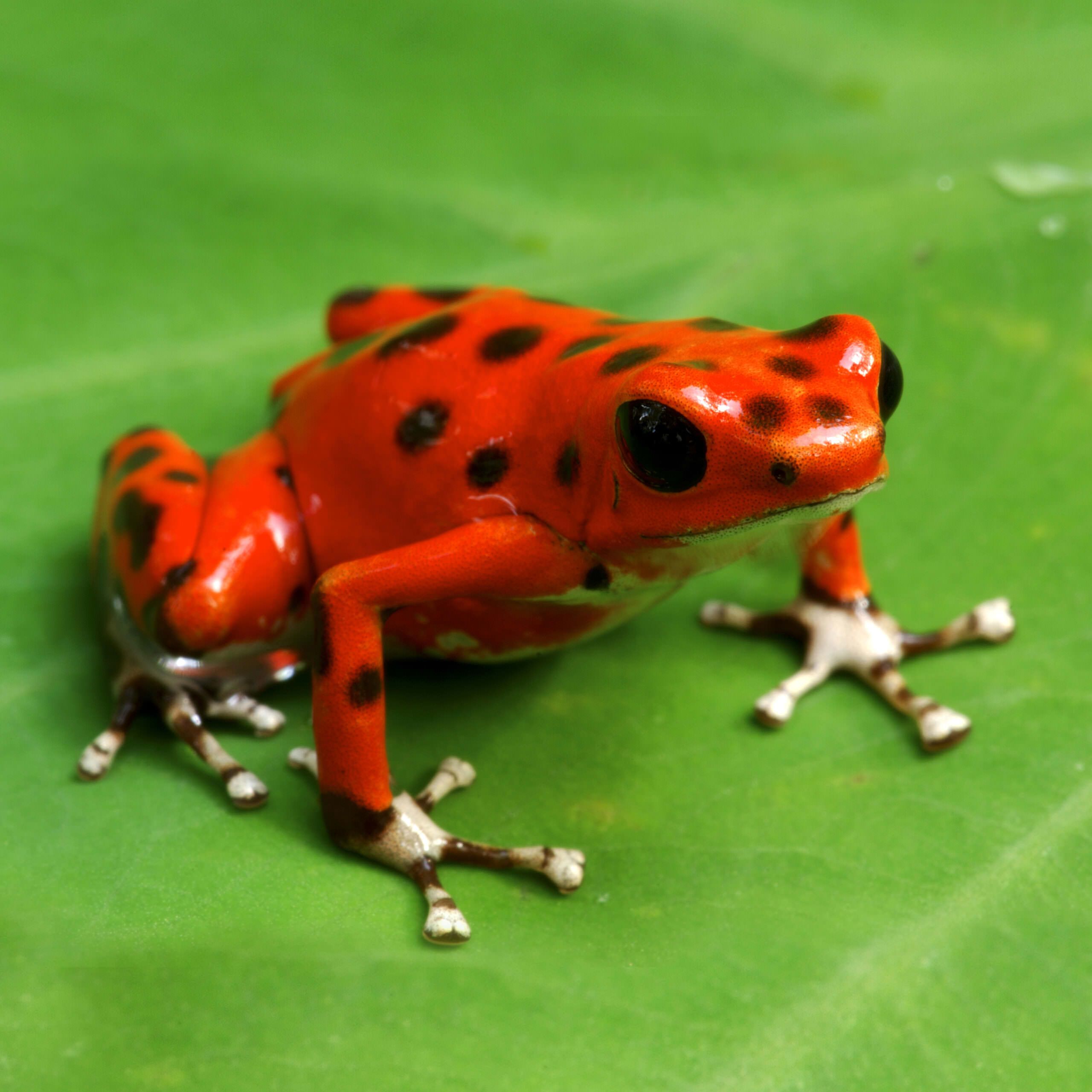 A brightly colored poison dart frog perched on a leaf showcasing its warning coloration