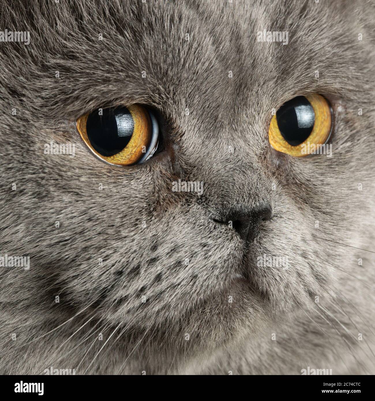 A regal British Shorthair cat with a plush grey coat