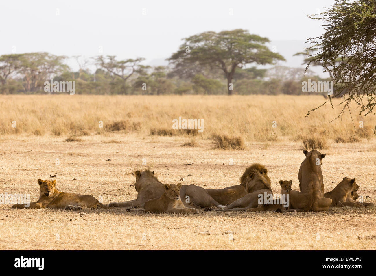 A majestic lion pride relaxing in the shade of an acacia tree in the Serengeti