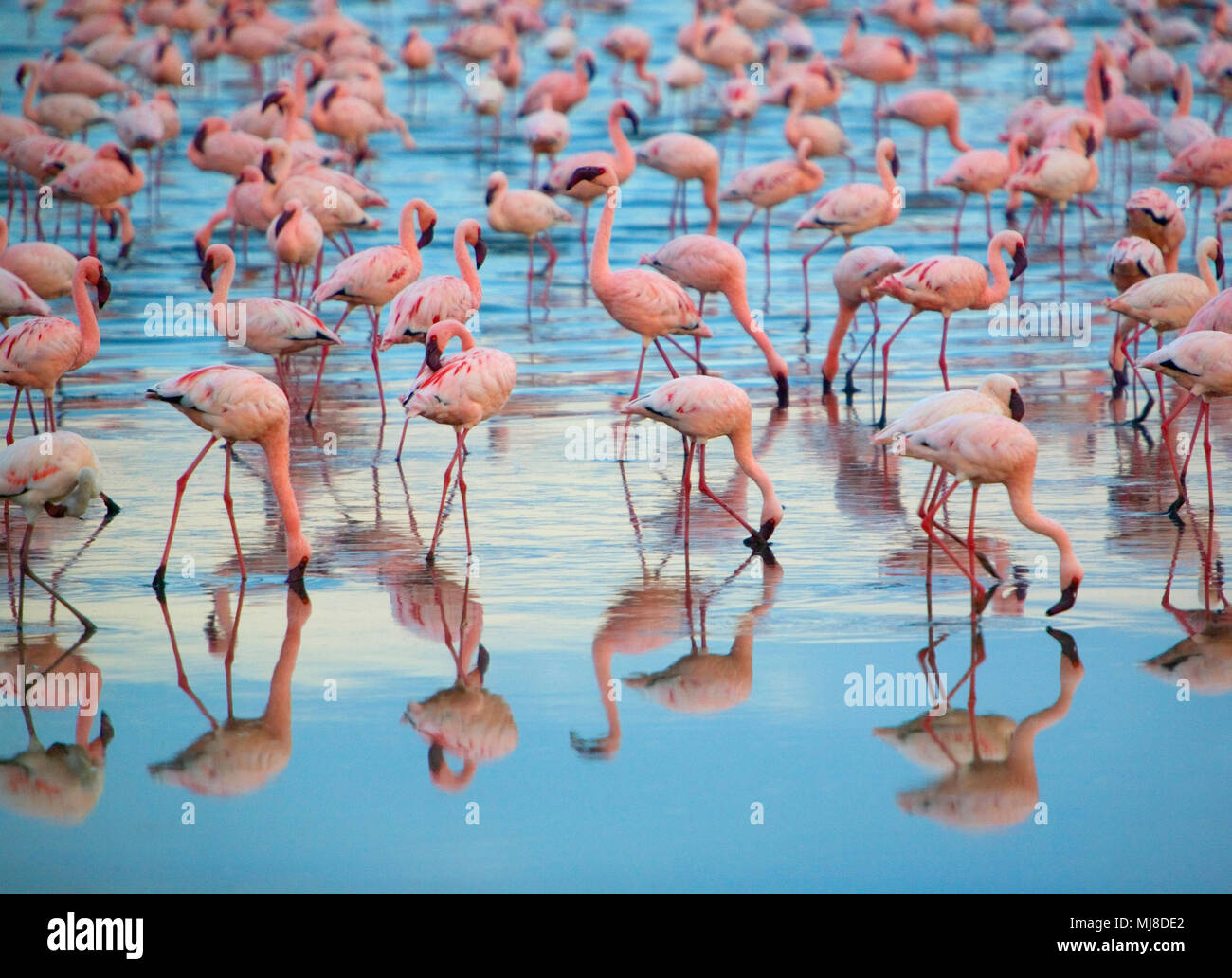 A vibrant flock of Caribbean Flamingos known for their striking pink coloration