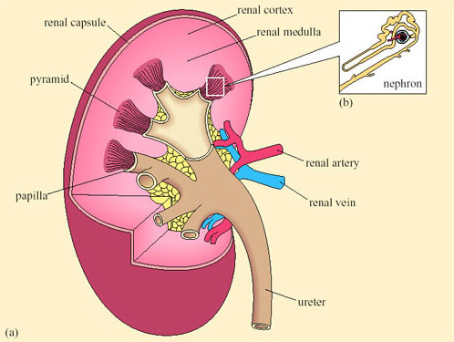 Diagram illustrating the highly efficient loop of Henle in the kidneys of a kangaroo rat enabling exceptional water reabsorption