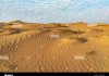 Desert Animals: Survival Strategies in Arid Landscapes The vast and iconic landscape of the Sahara Desert