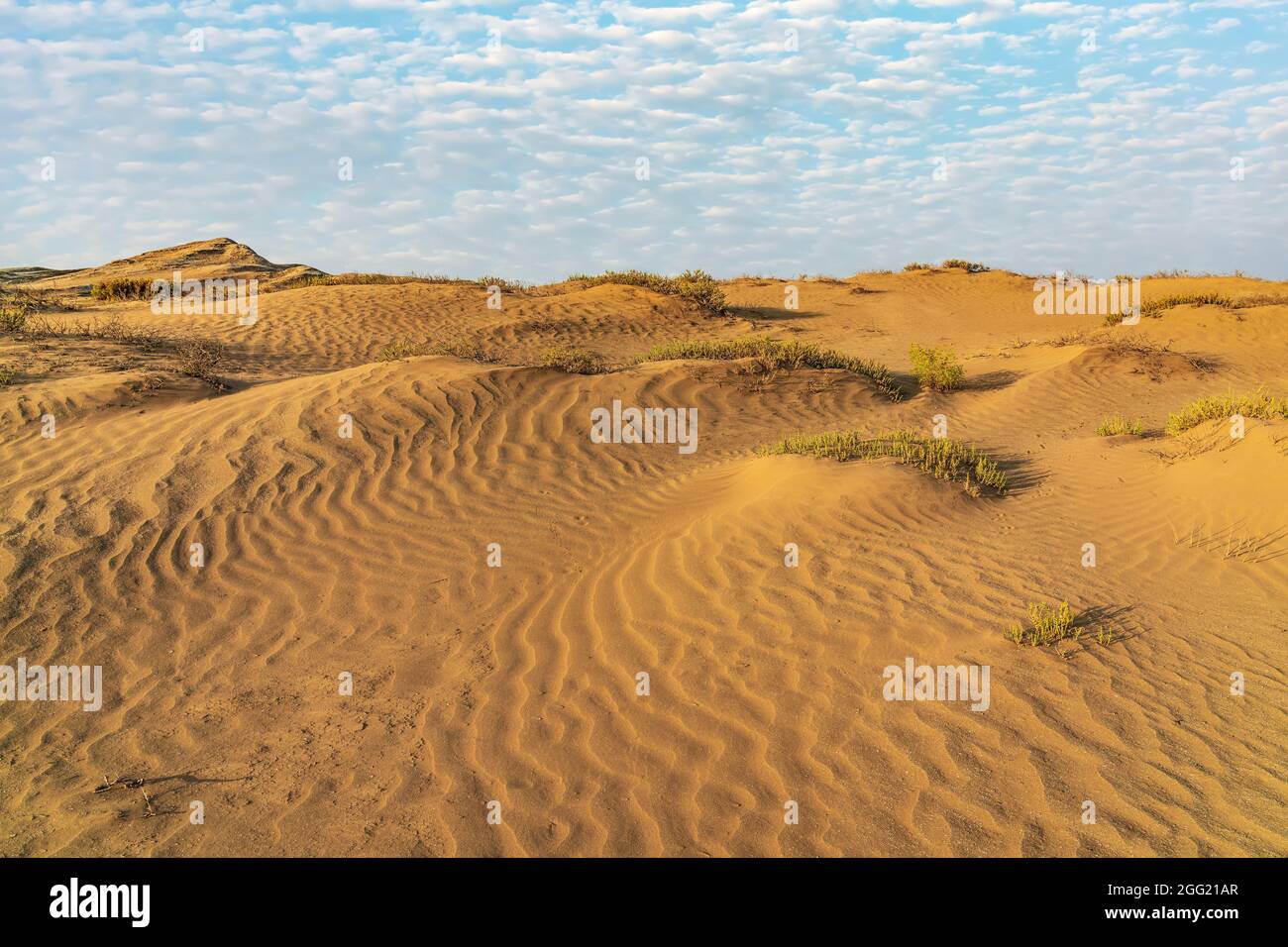 The vast and iconic landscape of the Sahara Desert