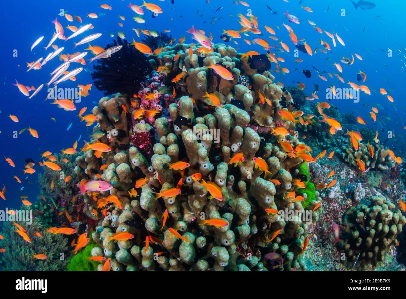 A vibrant school of reef fish swimming amongst the colorful coral illustrating the diversity of fish life