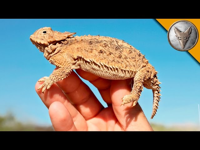 A Horned Lizard camouflaged amongst rocks