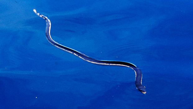 A yellowbellied sea snake gracefully swimming near the ocean surface