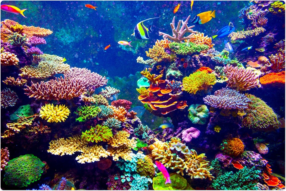 A diverse coral reef ecosystem highlighting the interconnectedness of marine life
