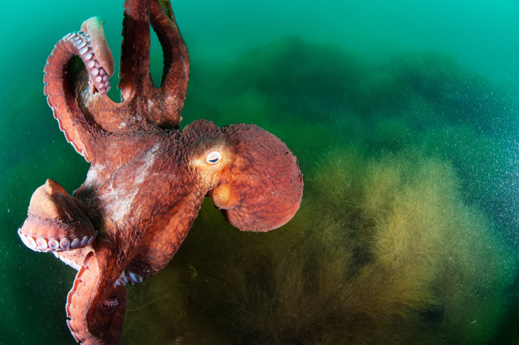 A giant Pacific octopus displaying its intelligence and camouflage abilities underwater
