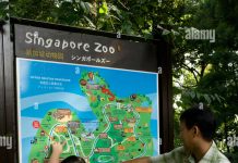 Planning Your Zoo Visit: Expert Tips for a Memorable Family Day Planning a zoo visit as a family consulting the map