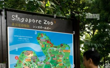Planning Your Zoo Visit: Expert Tips for a Memorable Family Day Planning a zoo visit as a family consulting the map