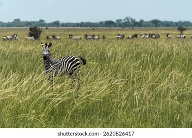A herd of zebras utilizes disruptive coloration to blend into the tall grasses of the savanna